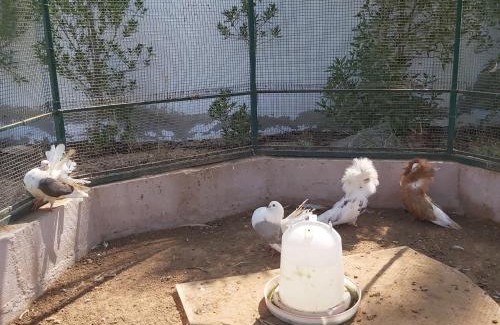 Ajman House | Al Maha Farm