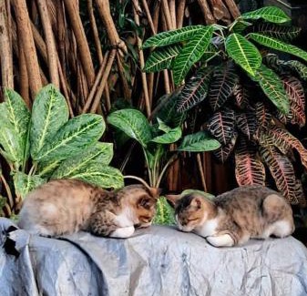 Trincomalee House | Alass Ga For Pets Lovers