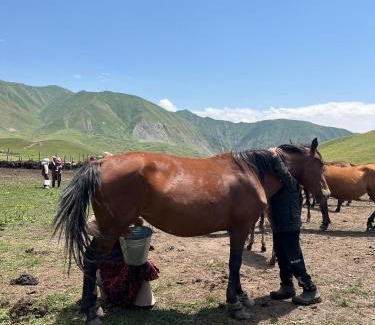 Osh Region Other | Aldayar Ata yurt camp, Ozgon