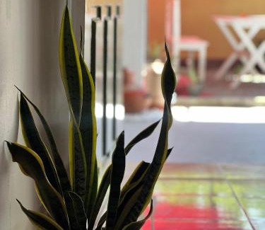 Pelena House | Alkimia