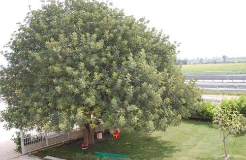 Bernalda Bed & Breakfast | All'ombra del Carrubo - Metaponto