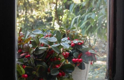Asola Bed & Breakfast | Alle Fronde