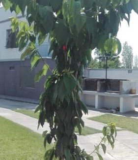 Cuadro Nacional Apartment | Alma de Campo