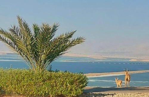 Neve Zohar Apartment | Aloni - Guest house Dead Sea