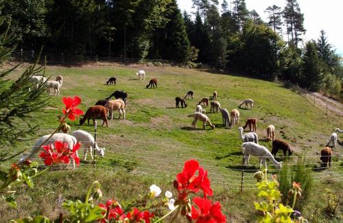 Lauterbach Apartment | Alpaca-Village