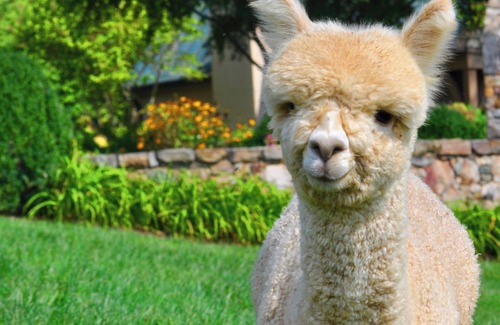 Marshall Cottage | Alpacas, Rolling Hills & Starry Nights – Peaceful 3-Bedroom Farm Retreat