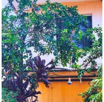 Padre Eustaquio House | Alure