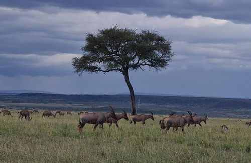Mara Simba Cabin | Amanya Sunset Star Bed Masai Mara