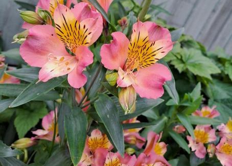 Bedford Villa | Amazing 5 Bedrooms - 10 Beds Detached House in Bedford