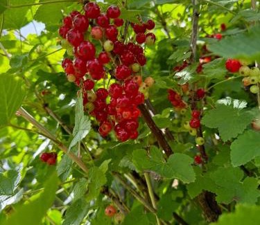 Bedford Villa | Amazing 5 Bedrooms - 10 Beds Detached House in Bedford