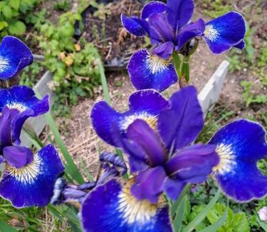 Bedford Villa | Amazing 5 Bedrooms - 10 Beds Detached House in Bedford