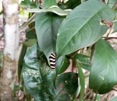 Ecuadorian Amazon Villa | AmazonEco