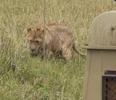 Mara Other | AMENITY TOURs & CAMPING - SERENGETI