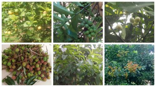 Kattappana House | Anand homestay