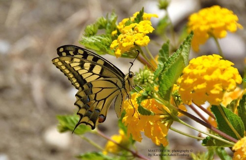 Marathokampos Apartment | Anemos Apartments