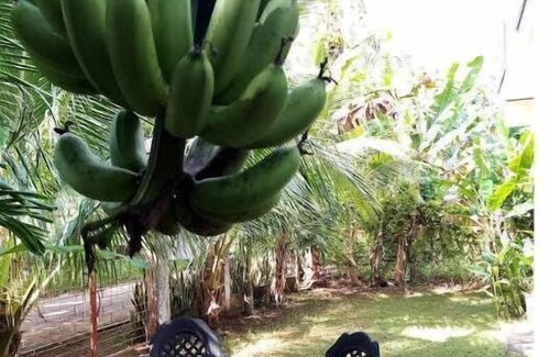 Siquijor House | Anerose homestay, Aleonas Room.