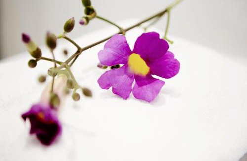 Three Anchor Bay House | Antrim Villa by Totalstay