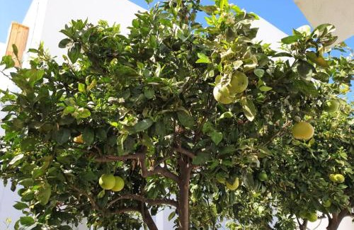 Arico el Nuevo Apartment | Apartament in arico