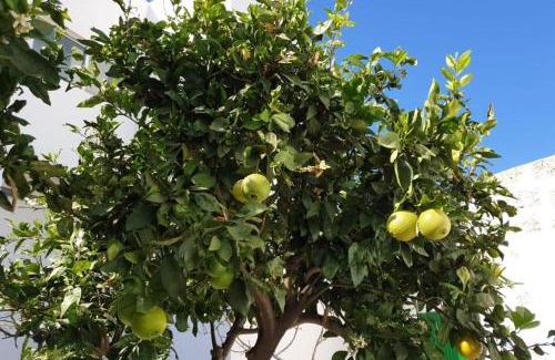 Arico el Nuevo Apartment | Apartament in arico