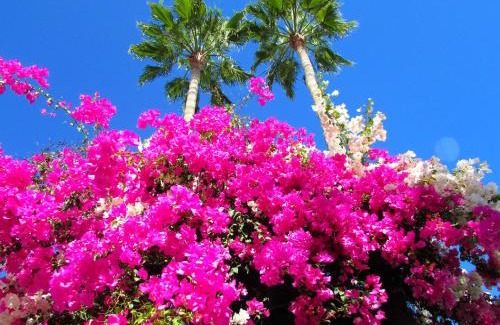 Meloneras Apartment | Apartamentos El Capricho