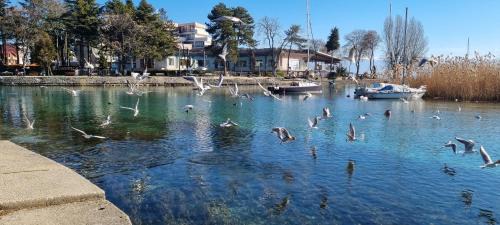 Struga Apartment | Apartman Magic