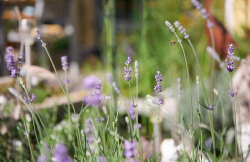Mistelbach Apartment | Apartment AromaReich