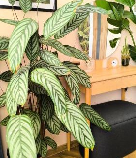 Zvolen Apartment | Apartment Botanica