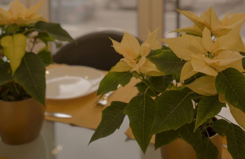Kosancicev Venac Apartment | Apartment Free.Three@CityCenter Belgrade