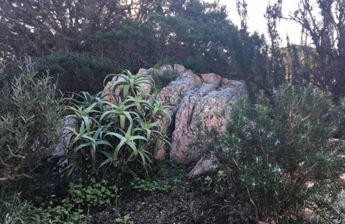 Portobello di Gallura Apartment | Apartment (in basement of a villa) in countryside with fantastic sea view + pool
