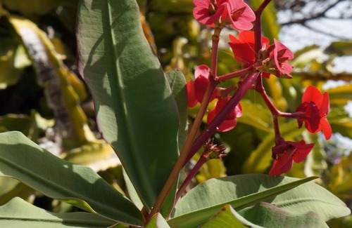 Tajuya Apartment | Apartment in El Paso with spectacular views