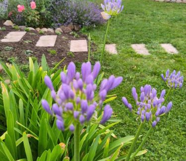 Muncheberg Apartment | Apartment in Müncheberg 53547