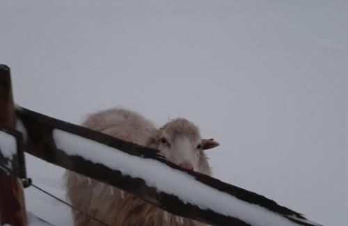 Stadland Apartment | Apartment Landhaus Markus, Süderschwei