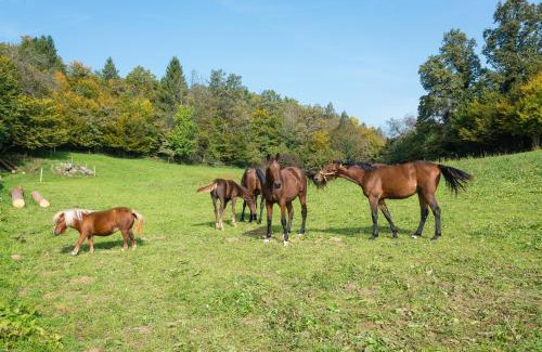 Ivancna Gorica Apartment | APARTMENT ZYNGA - STUD FARM