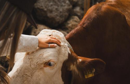 San Cassiano Apartment | Apartments & Farm Planat