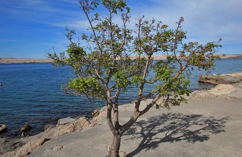 Cesarica Apartment | Apartments Matea with Pool and sea view