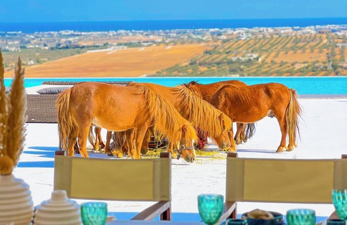 Hammam Bent Djedidi Villa | APOLONYA - Exceptional villa in Hammamet