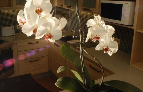 Schladming Hotel | Appartements Tritscher