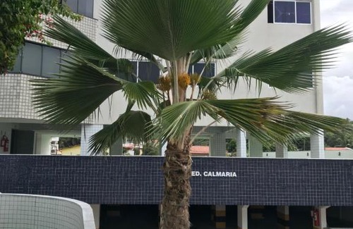 Pirangi do Norte Apartment | Apt Praia Pirangi do Norte - RN