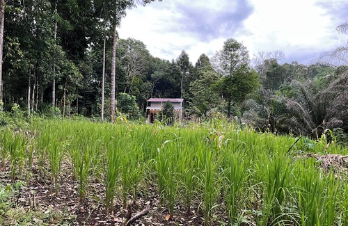 Ketapang House | Aqlan Garden House