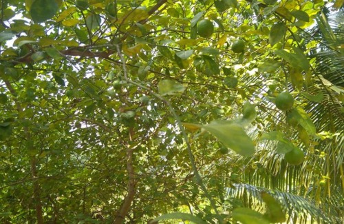 Kimbissa House | Araliya self Cooking Resort- Dambulla Unit 7 #Budget Double room