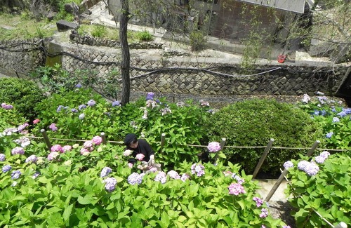Hatsukaichi Villa | Around Miyajima! Completely private villa, limited to one pair per day. The garden is full of flowers and fruits!