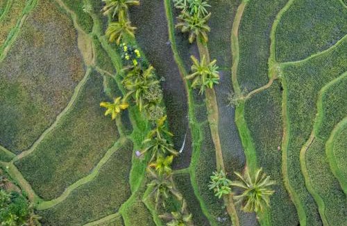 Tetebatu House | Arsilahomestay