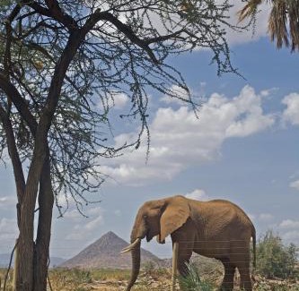 Samburu Cabin | Ashnil Samburu Camp