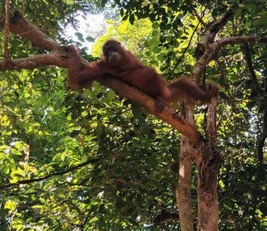 Bohorok Hotel | Asim Paris Guesthouse & jungle trekking