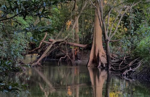 Dambulla Cabin | Attale eco resort