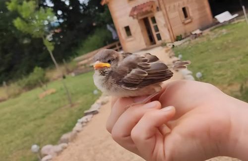 Varen Ski Chalet | Au chant des oiseaux - rouge gorge