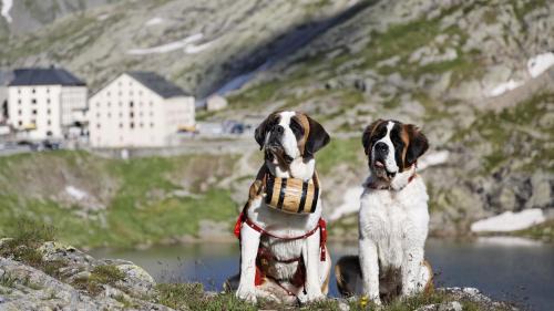 Grand St Bernard Hotel | Auberge de l'Hospice