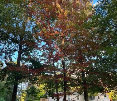 Chester Apartment | Auburn