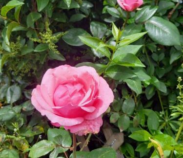 Sainte-Therence House | Aux Roses