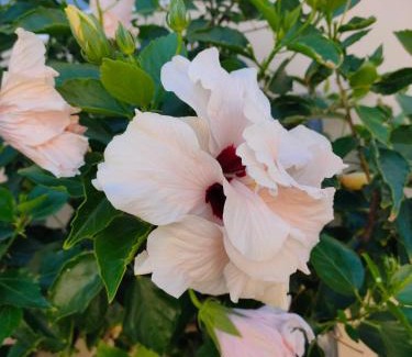 Arenas del Mar Apartment | Avenue Study